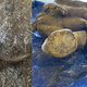 Imagen para el artículo titulado Encuentran los restos de un bebé mamut de 30.000 años perfectamente conservado